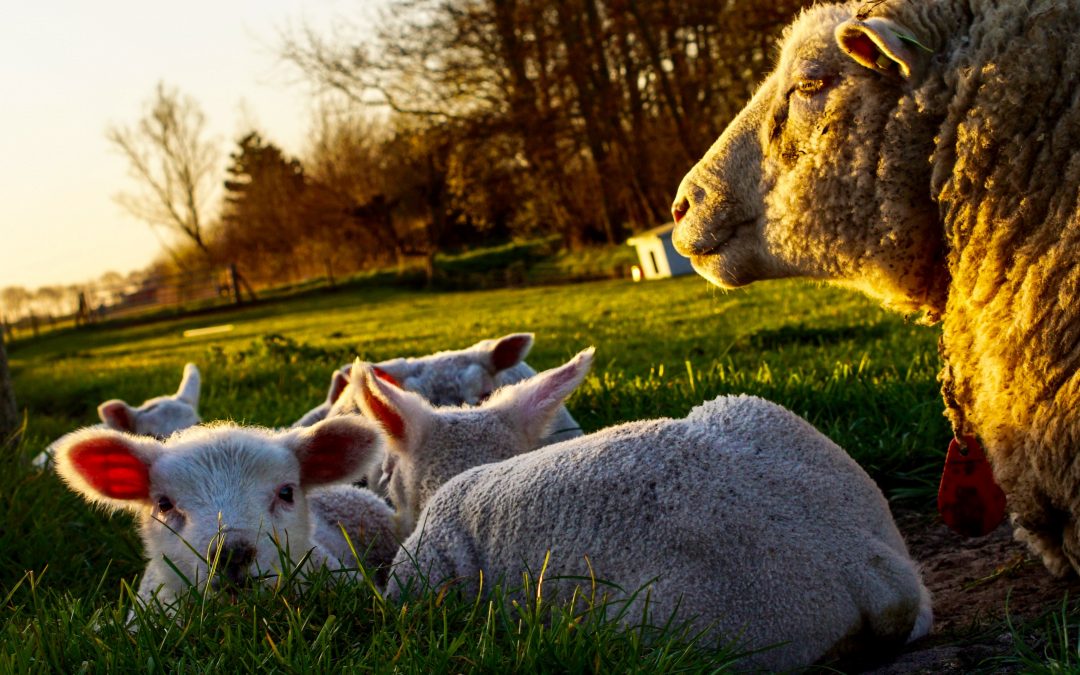 group of sheep lying on grass field