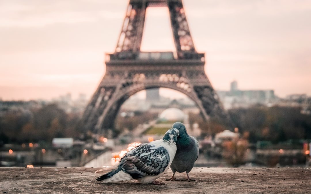 focus photography of gray and black pigeons behind Eiffel Tower