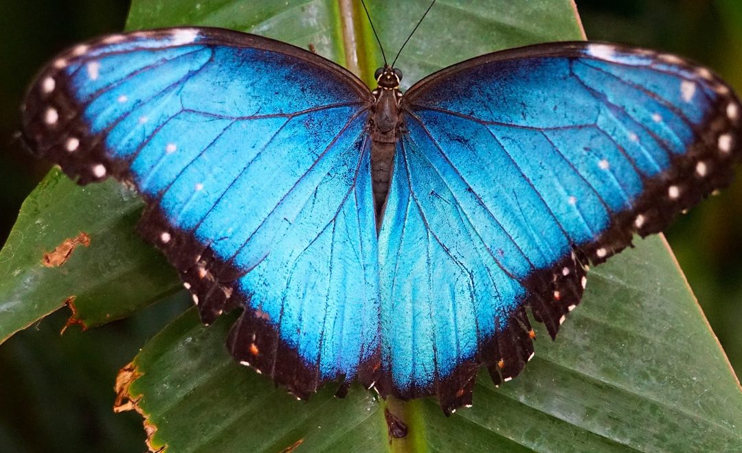 blue and black butterfly on green leaves