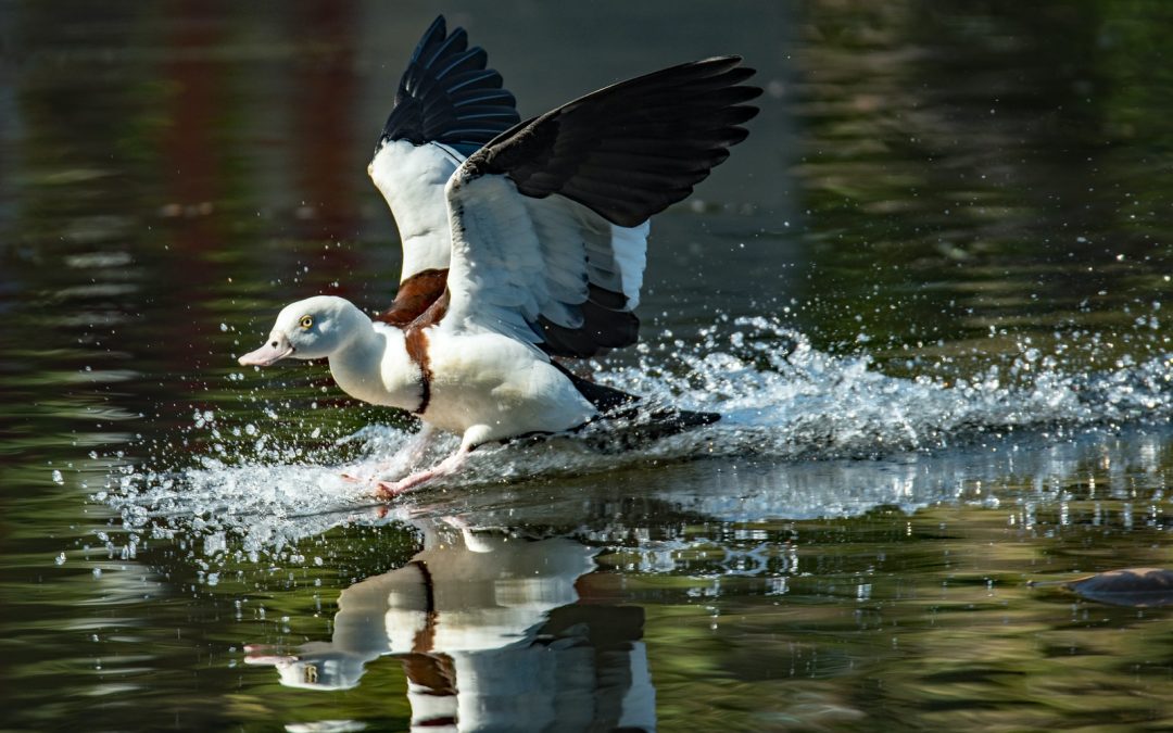 white duck over water