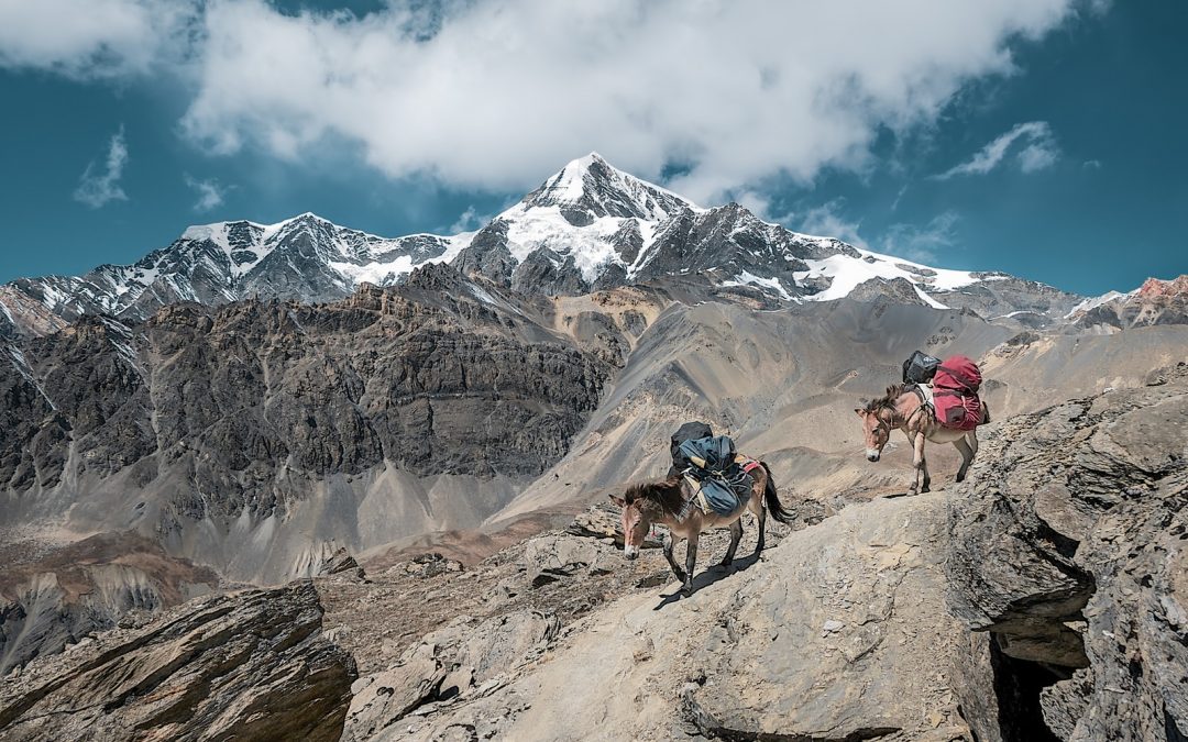 two donkeys walking on rock mountain carrying bags under cloudy sky