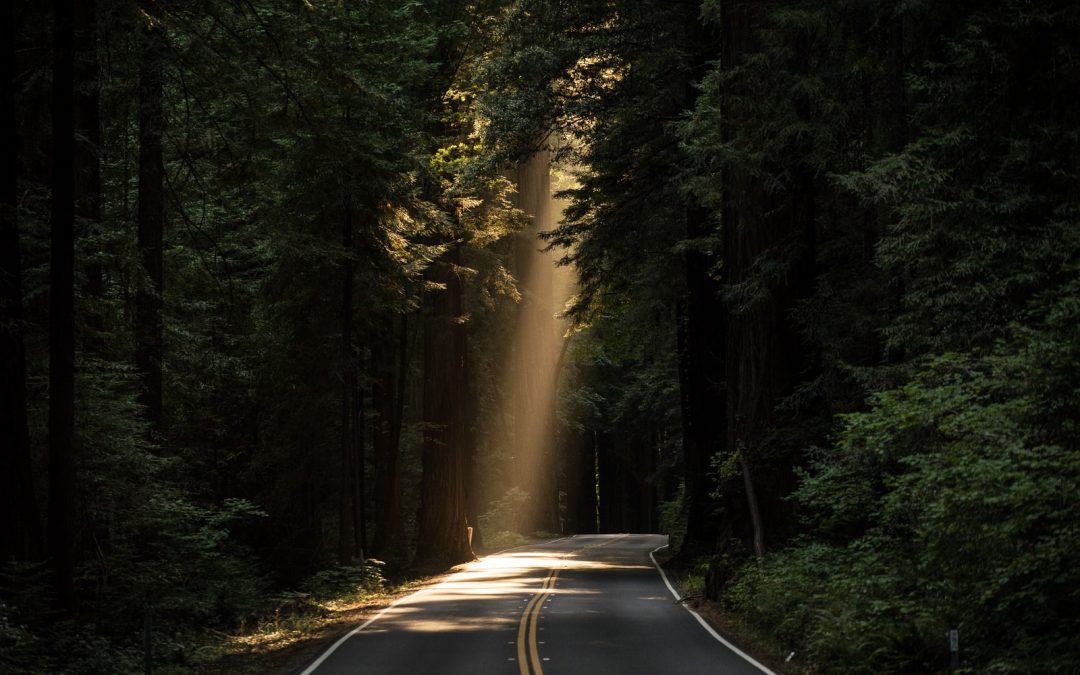 empty concrete road covered surrounded by tall tress with sun rays