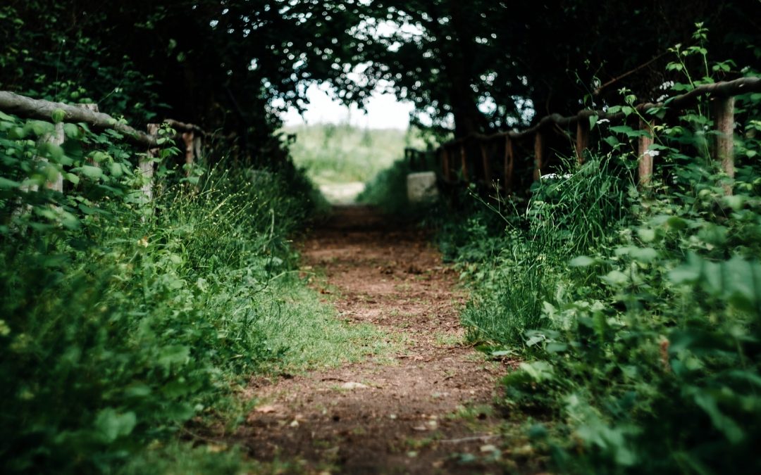 empty pathway in between grass