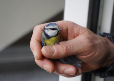 person holding yellow white and blue bird