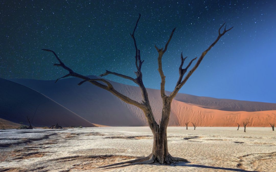 leafless tree on white sand during night time