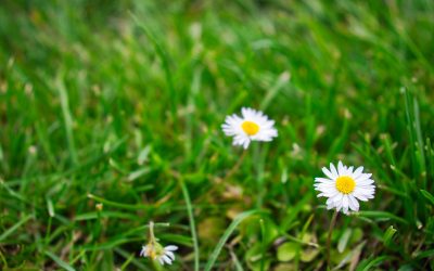 Unforced Rhythms of Life