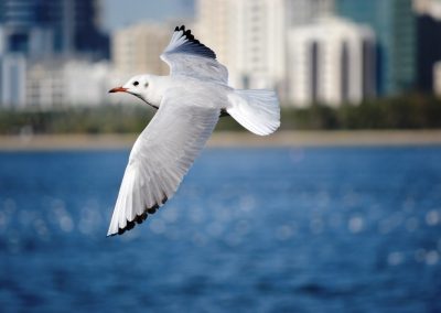 shallow focus photography of seagull flying above water