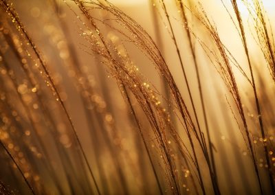 selective focus photography of brown grass at daytime