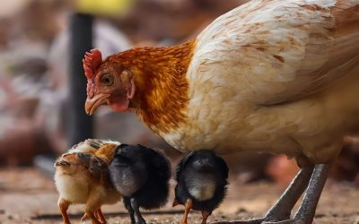 I Love to Tell the Story