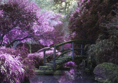brown wooden footbridge surrounded by pink petaled flowers with creek underneath during daytime