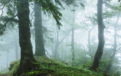 The Gift of Surrender