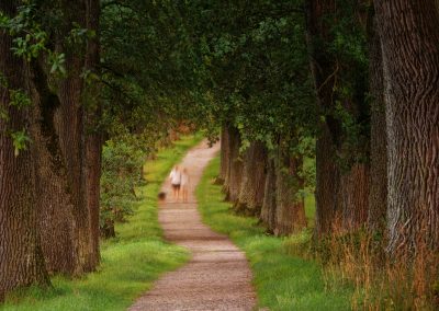 photo of two person walking beside green leaf trees