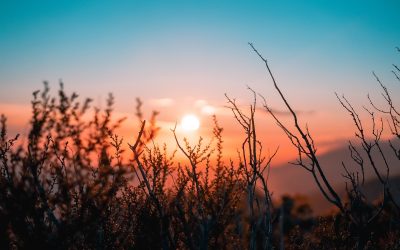 Pressed down, shaken together, brimming over