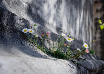 white and yellow flowers on gray concrete floor