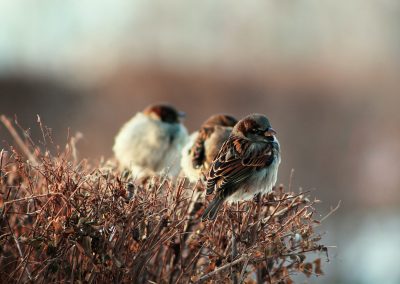 white and brown bird on brown plant