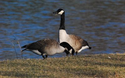Books, Geese, Dogs, & Sparrows, oh my!