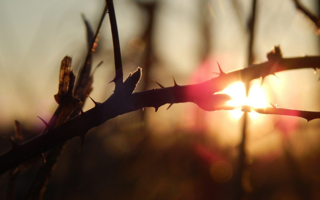 a close up of a barbed wire with the sun in the background