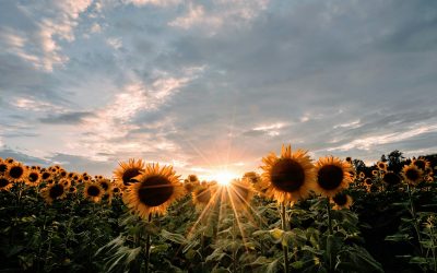 Days of Sweet Promise