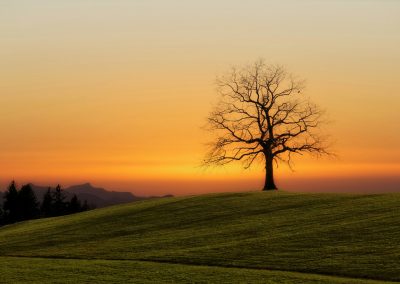 bare tree during sunset
