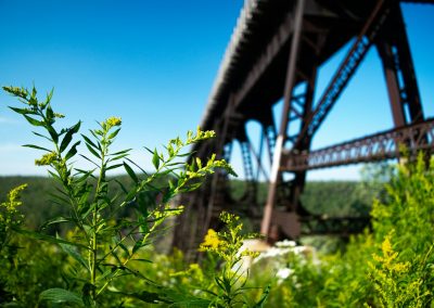 a view of a bridge from the ground