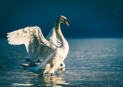 swan spreading wings in body of water