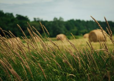brown sheep on green grass field during daytime