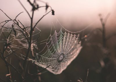 macro shot of spider web
