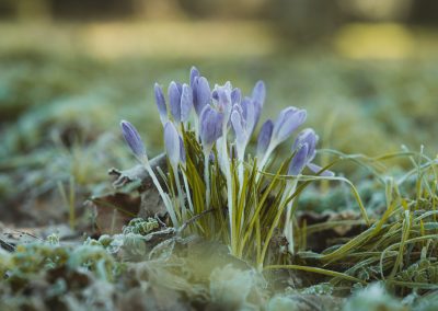 purple crocus flowers in bloom during daytime