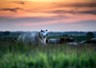 a herd of sheep standing on top of a lush green field