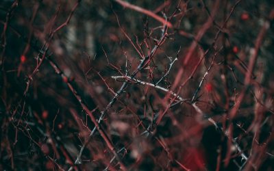 Thorns in the way
