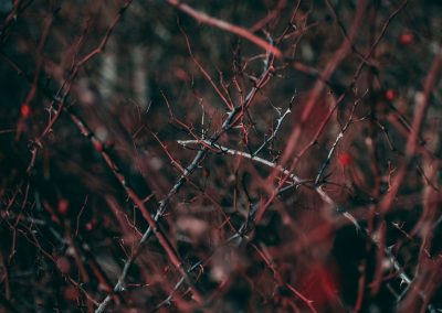 red and white tree branch
