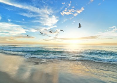 five birds flying on the sea