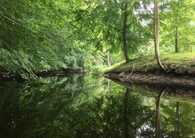 green trees beside river during daytime
