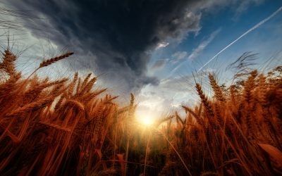 The new harvest