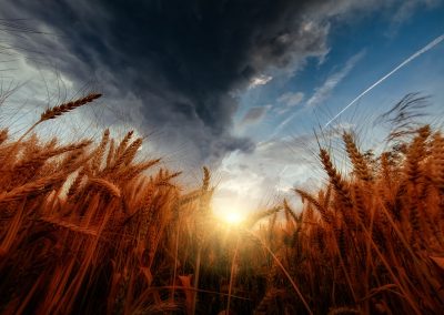 worms eye photo of wheat field under cloudy sky