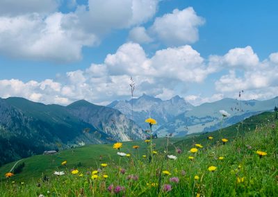 flower field