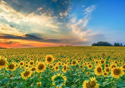 yellow sunflower lot