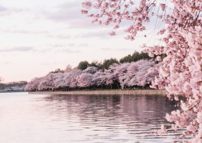 body of water beside cherry blossom trees