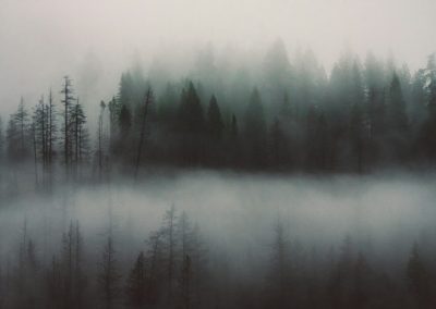 a foggy forest filled with lots of trees