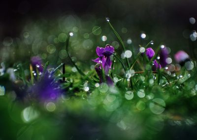 a close up of purple flowers in the grass