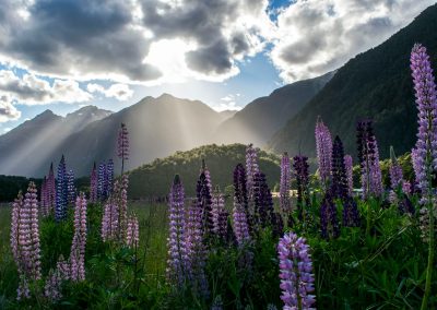 purple flowers under cloudy sky