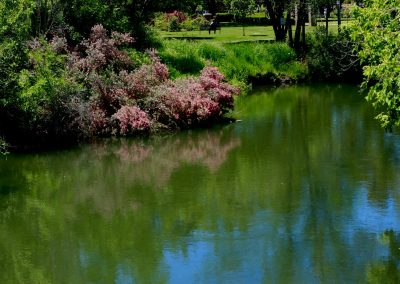 a body of water surrounded by trees and bushes