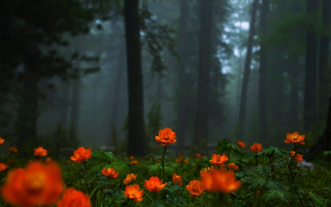 Love Divine, All Loves Excelling