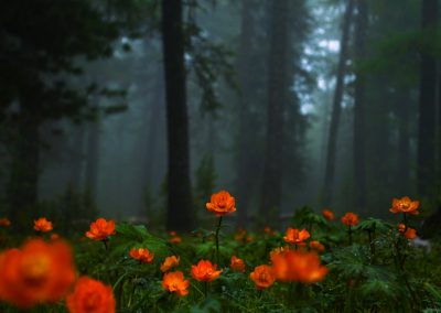 orange flowers in tilt shift lens