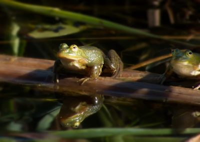 green frog on body of water