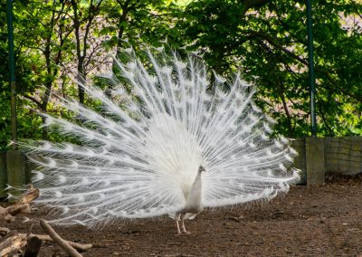 a white peacock with its feathers spread out