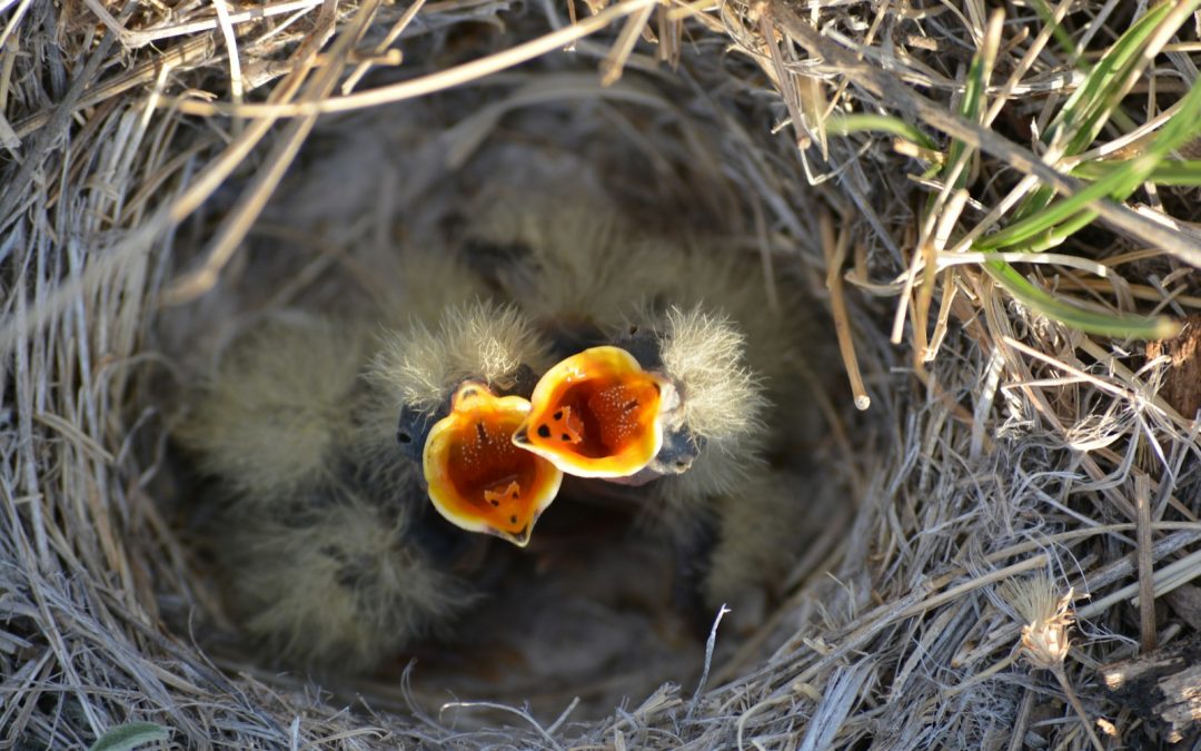 Best Thanksgiving Verse Ever