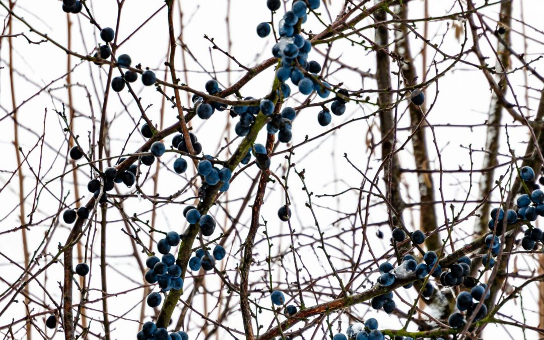 Blueberries and Brambles