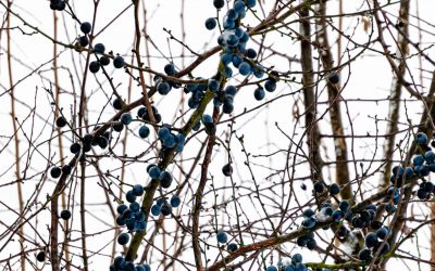 Blueberries and Brambles